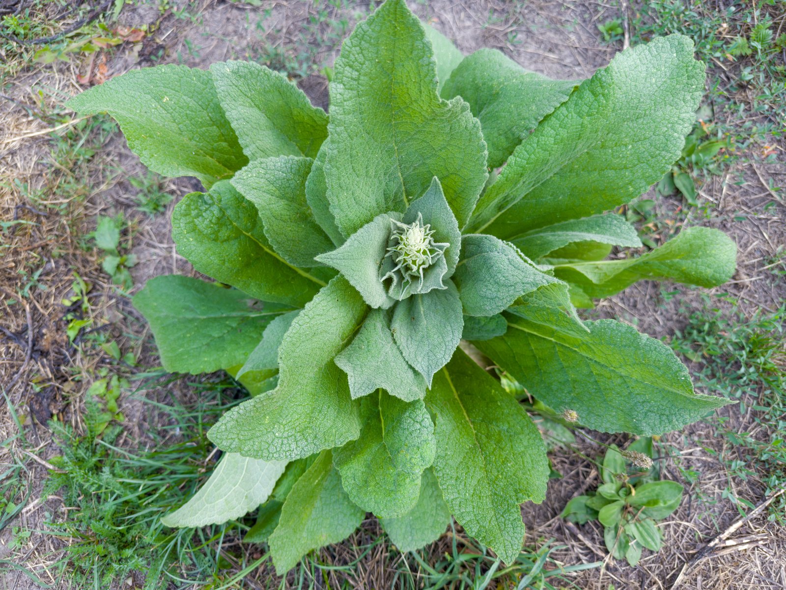 First-year mullein rosette of broad woolly leaves seen from above