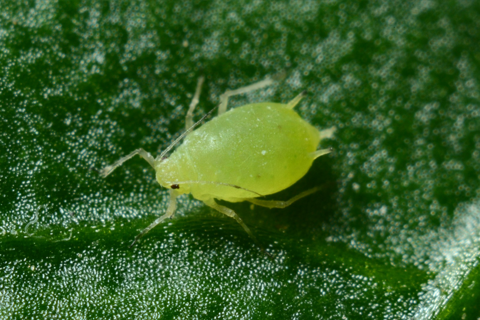 Macro view of a single pale green aphid on a leaf