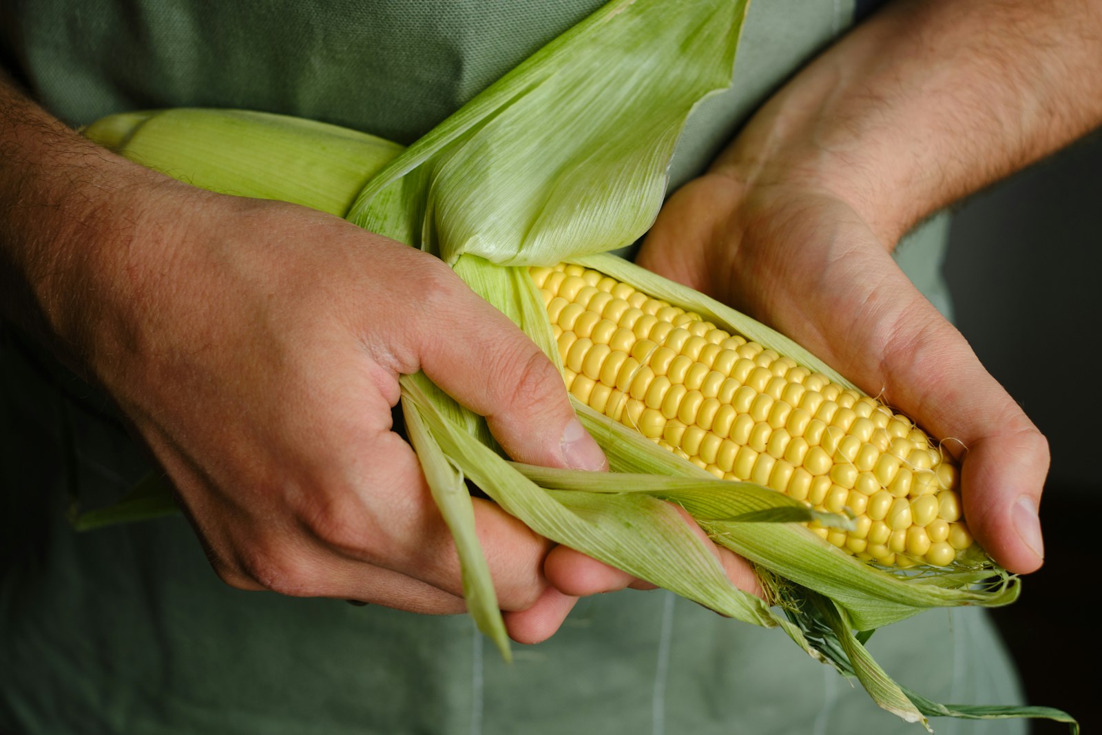 Hands peeling back the husk of a ripe yellow ear of corn