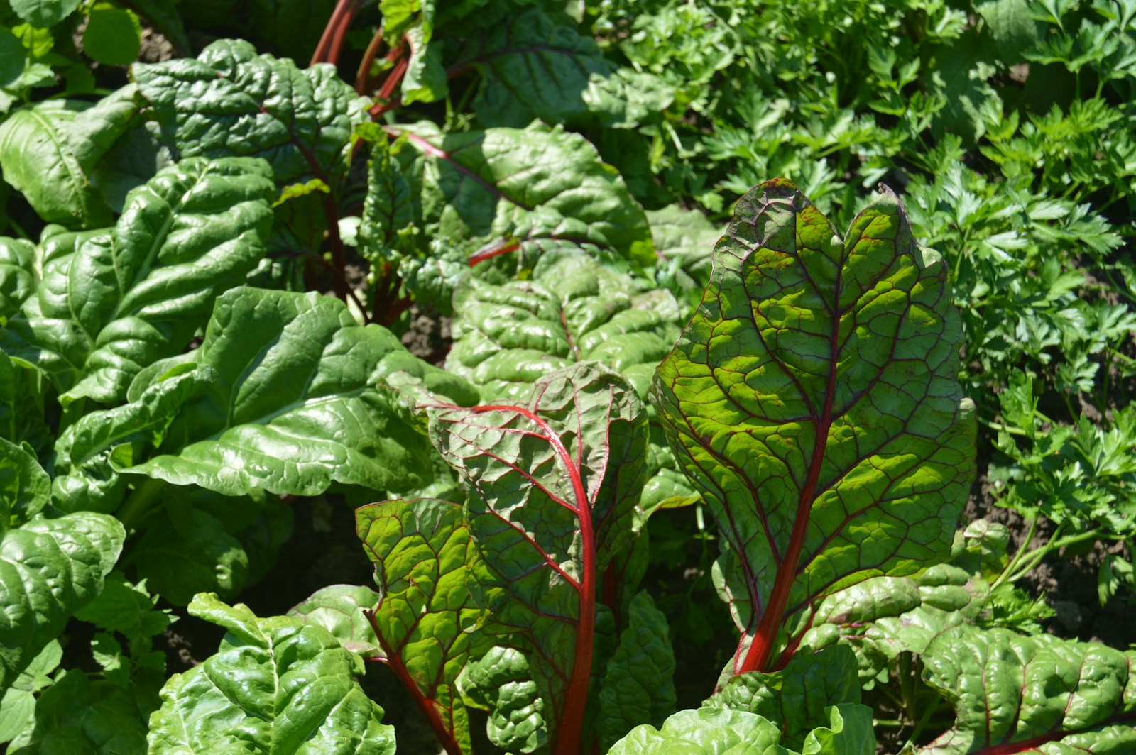 Leafy red-veined chard growing in a vegetable bed beside flat-leaf parsley