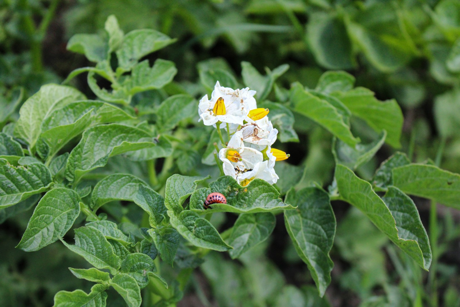 White potato flowers above leaves with a Colorado beetle larva