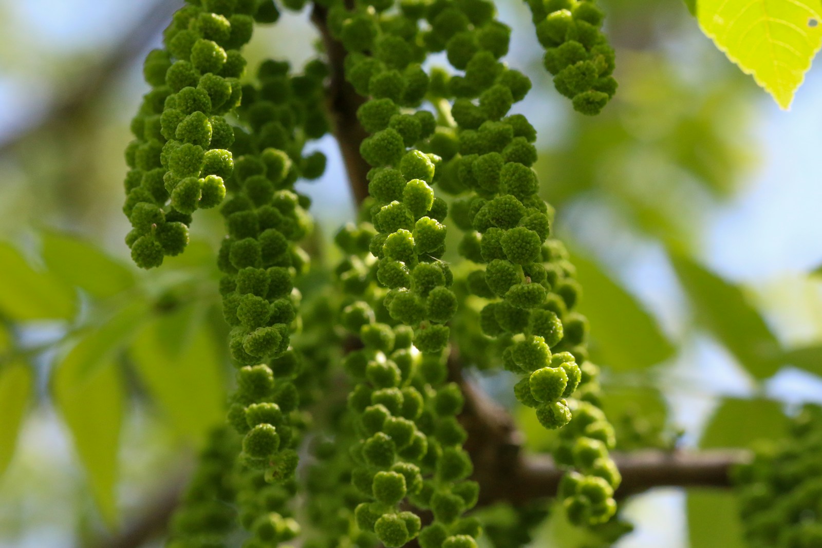 Drooping green walnut catkins hanging from a branch in spring