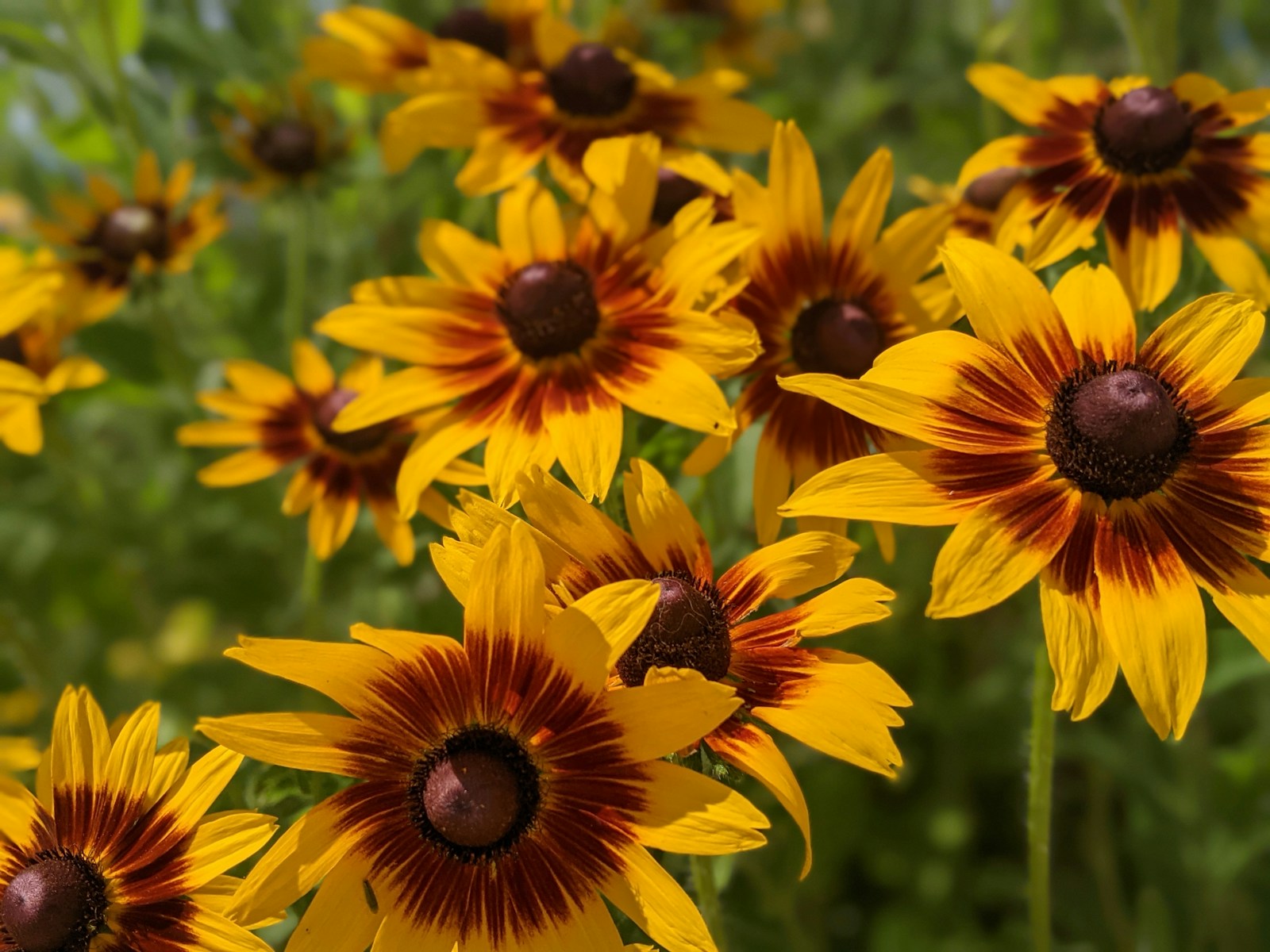 Black-eyed Susans with yellow petals banded mahogany around brown centres