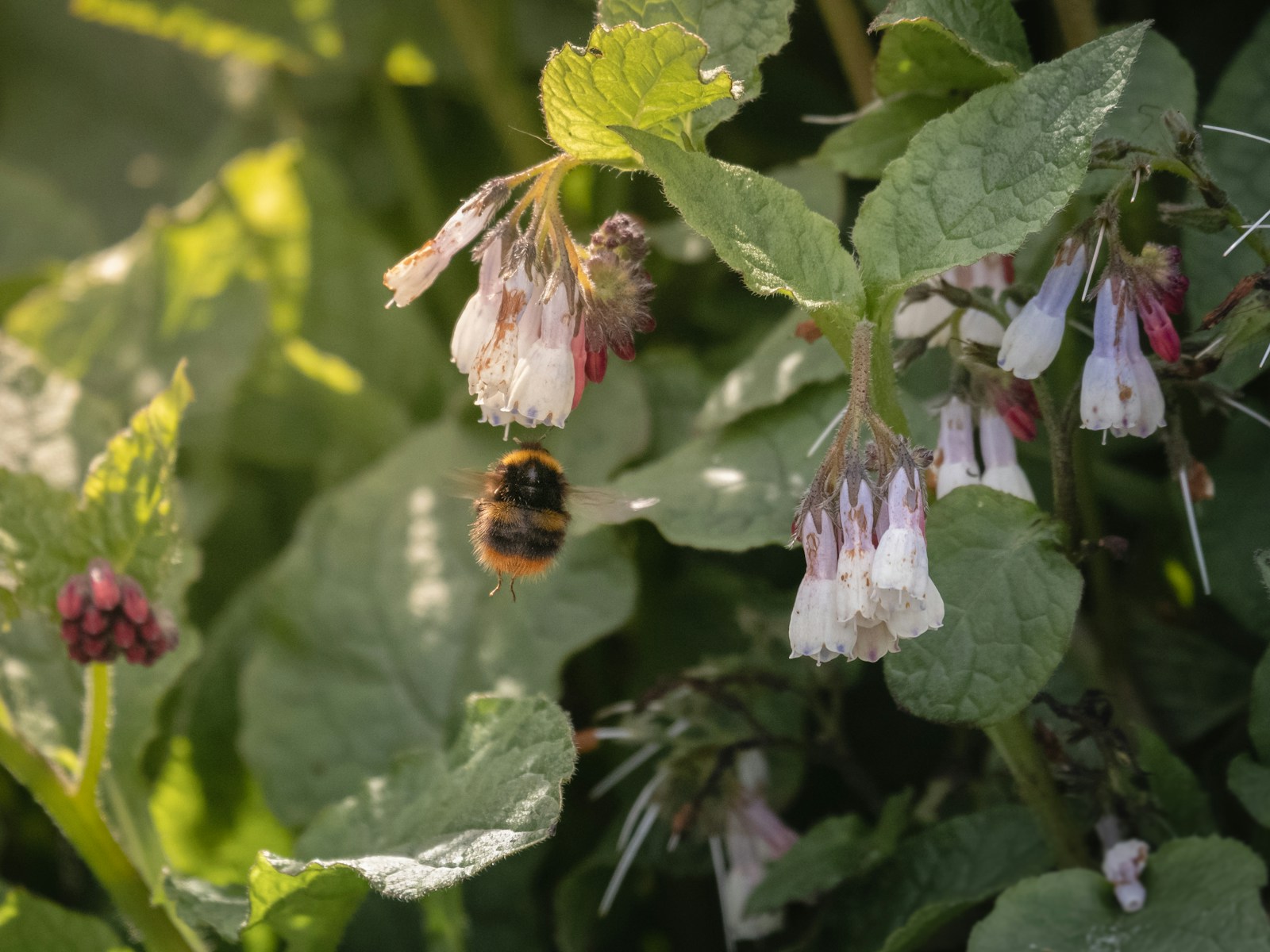 A bumblebee flying up to pale hanging flowers of common comfrey