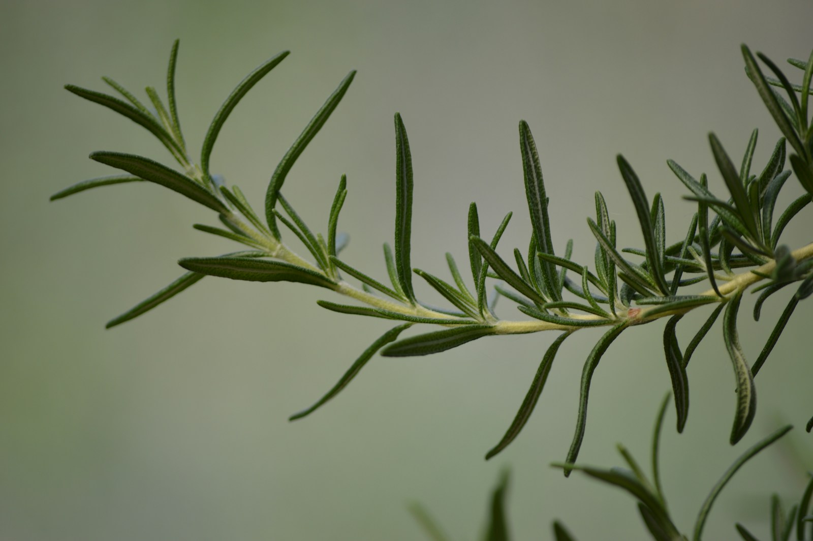 Single rosemary branch with narrow dark green leaves against a soft background