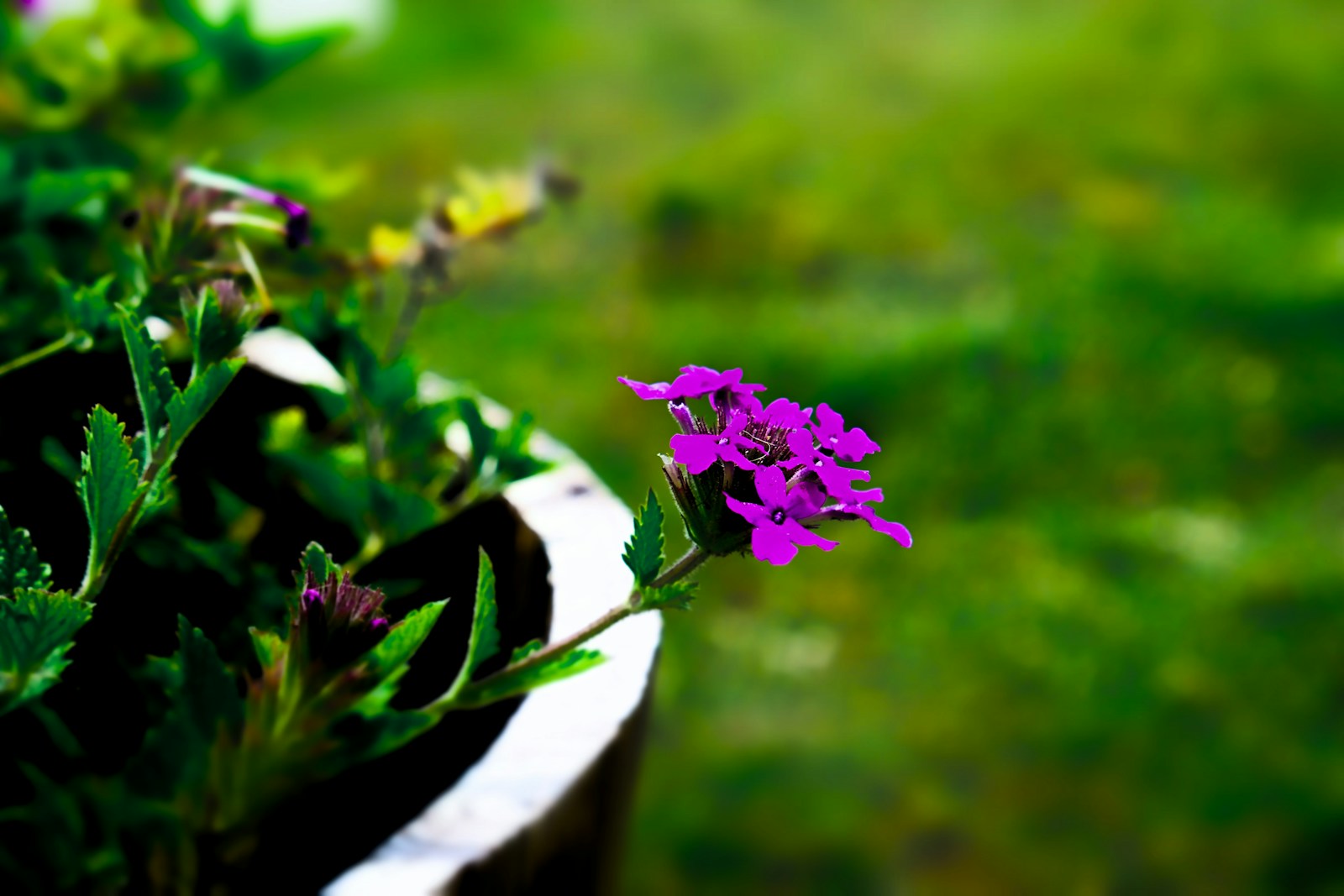 Purple garden verbena stem trailing over the rim of a pot