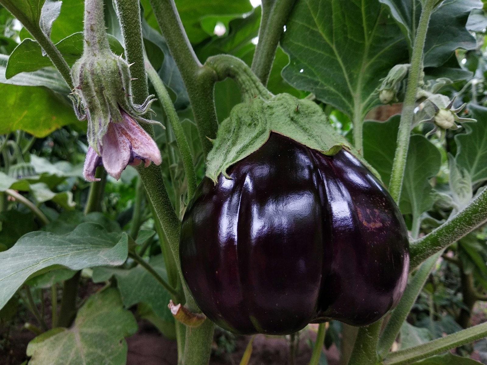 A shiny, round, deep purple eggplant ready to pick on the plant