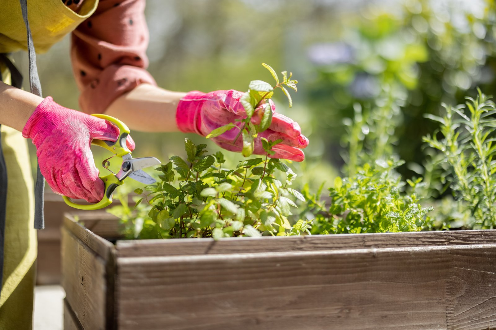 Gloved hands cutting leafy herb stems with scissors in a wooden planter