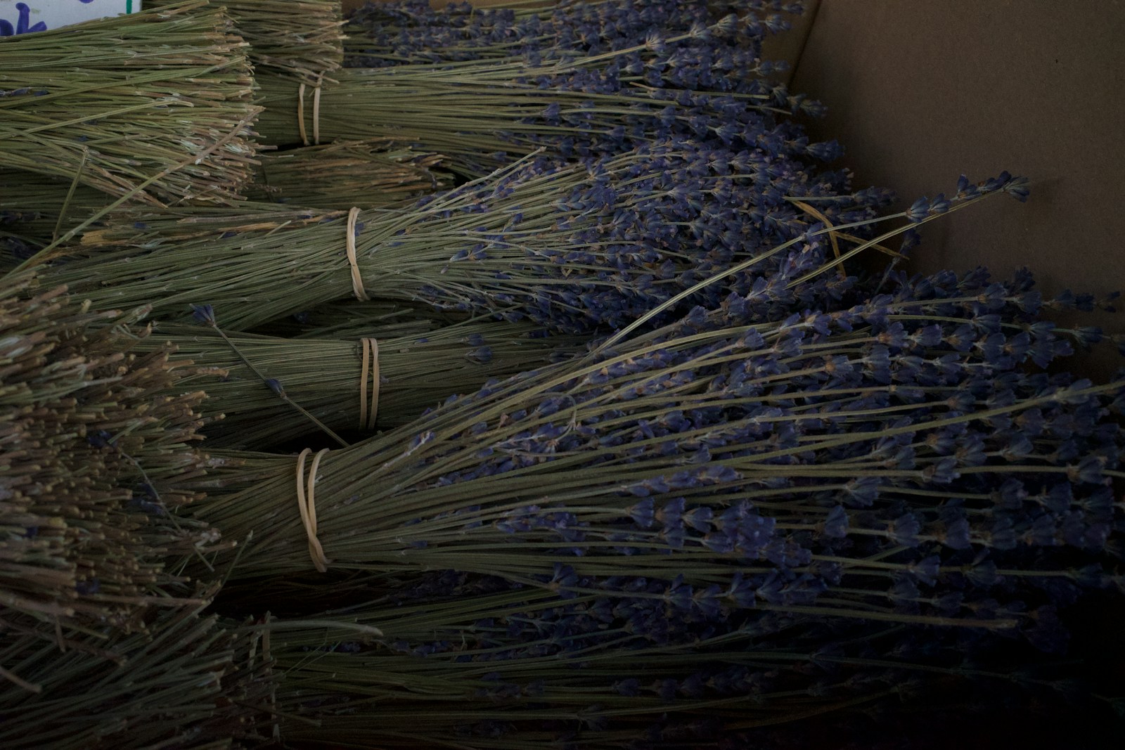Bunches of dried lavender stems held together with rubber bands
