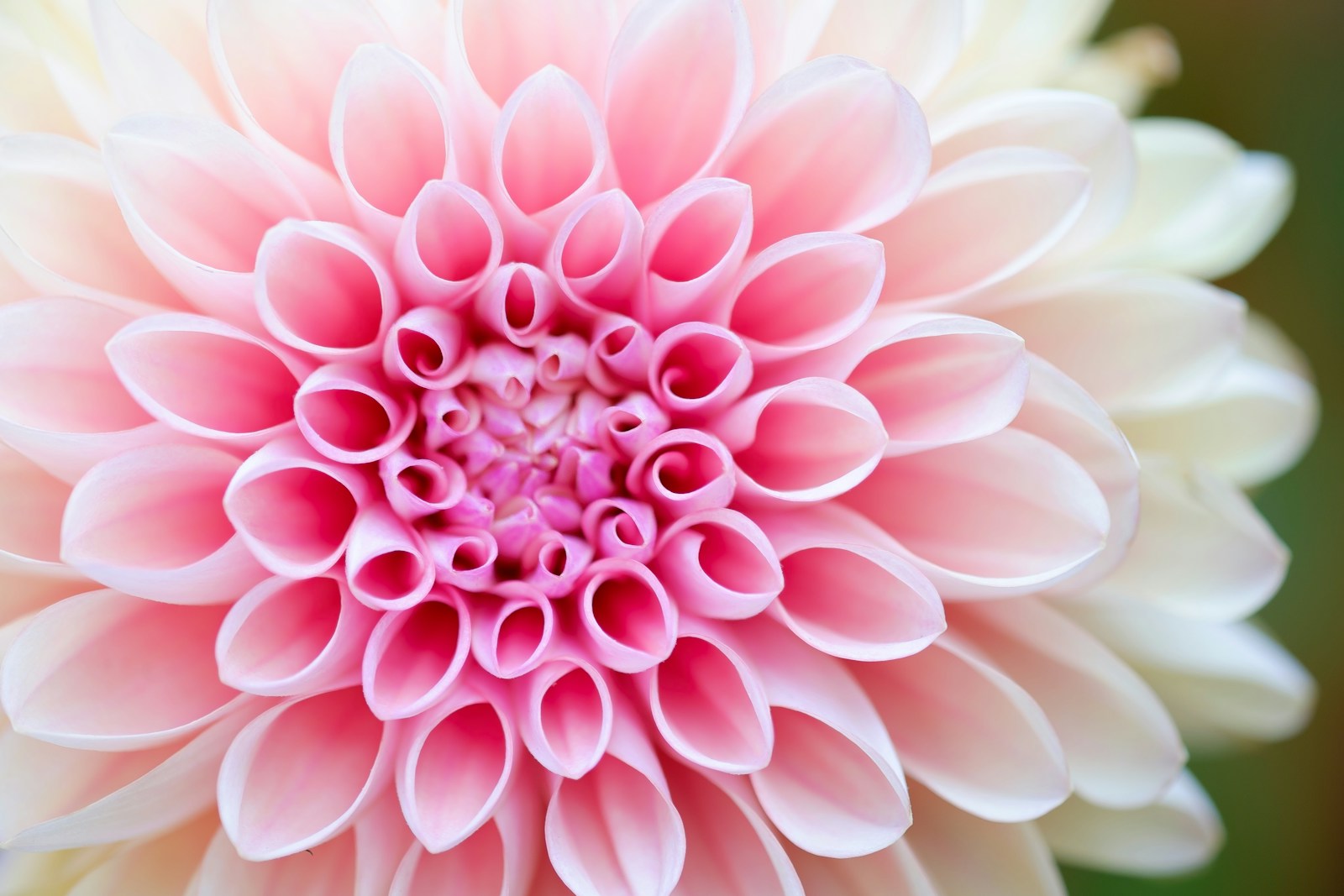 Close view of a blush pink and cream dahlia with tightly curled petals