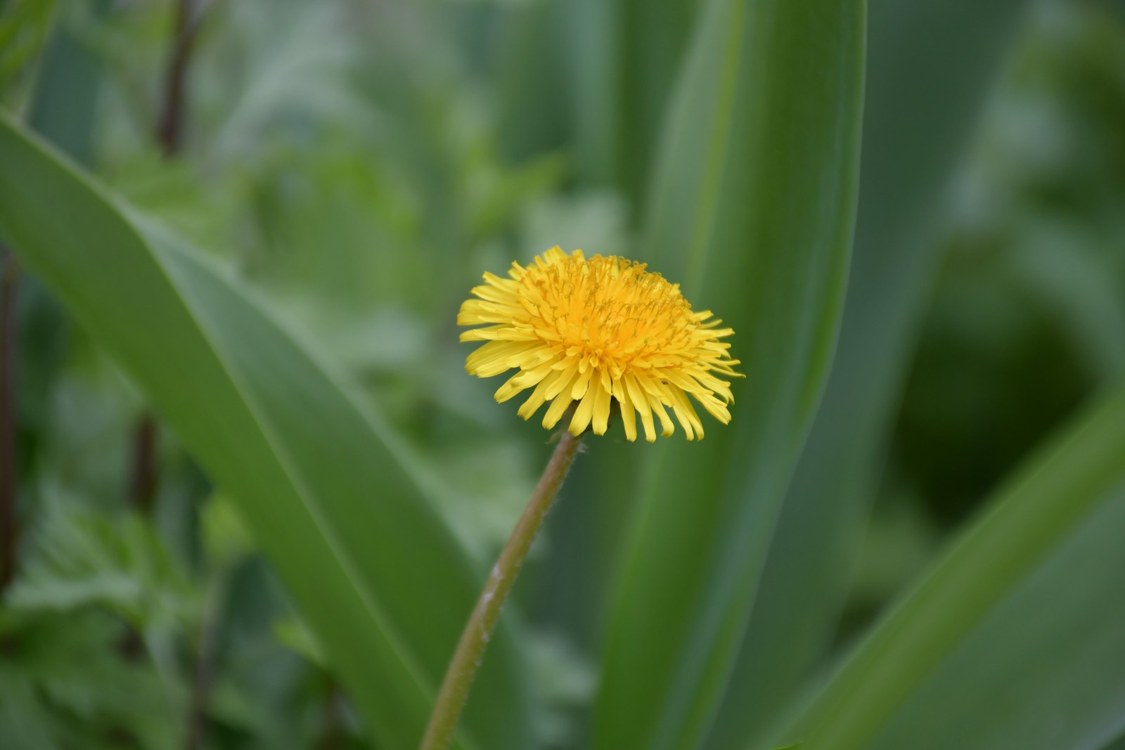 Single bright yellow dandelion flower head on its stalk