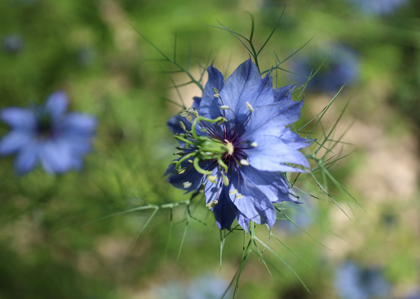 Close-up of a blue love-in-a-mist flower with curled green styles and thread-like bracts