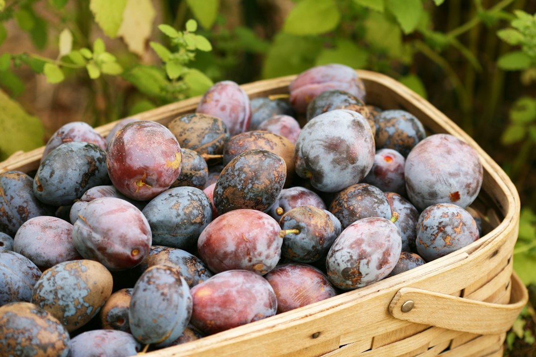 A woven basket overflowing with freshly picked purple and blue plums
