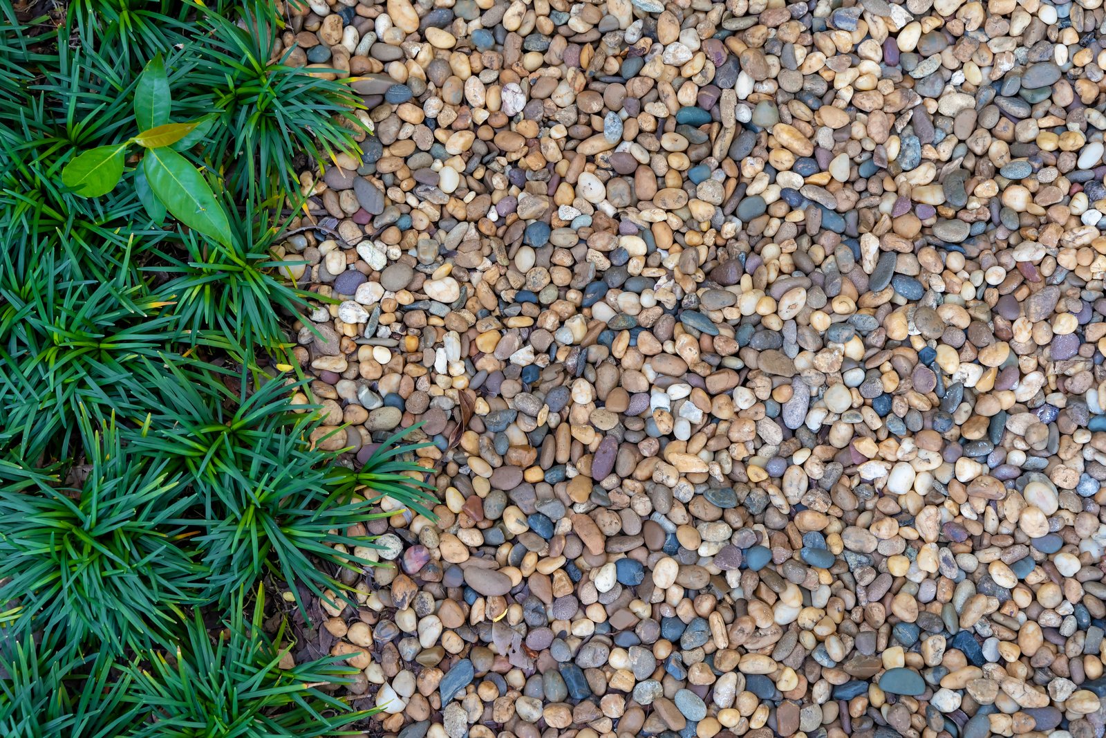 Pebble gravel path edge with low green plants growing alongside