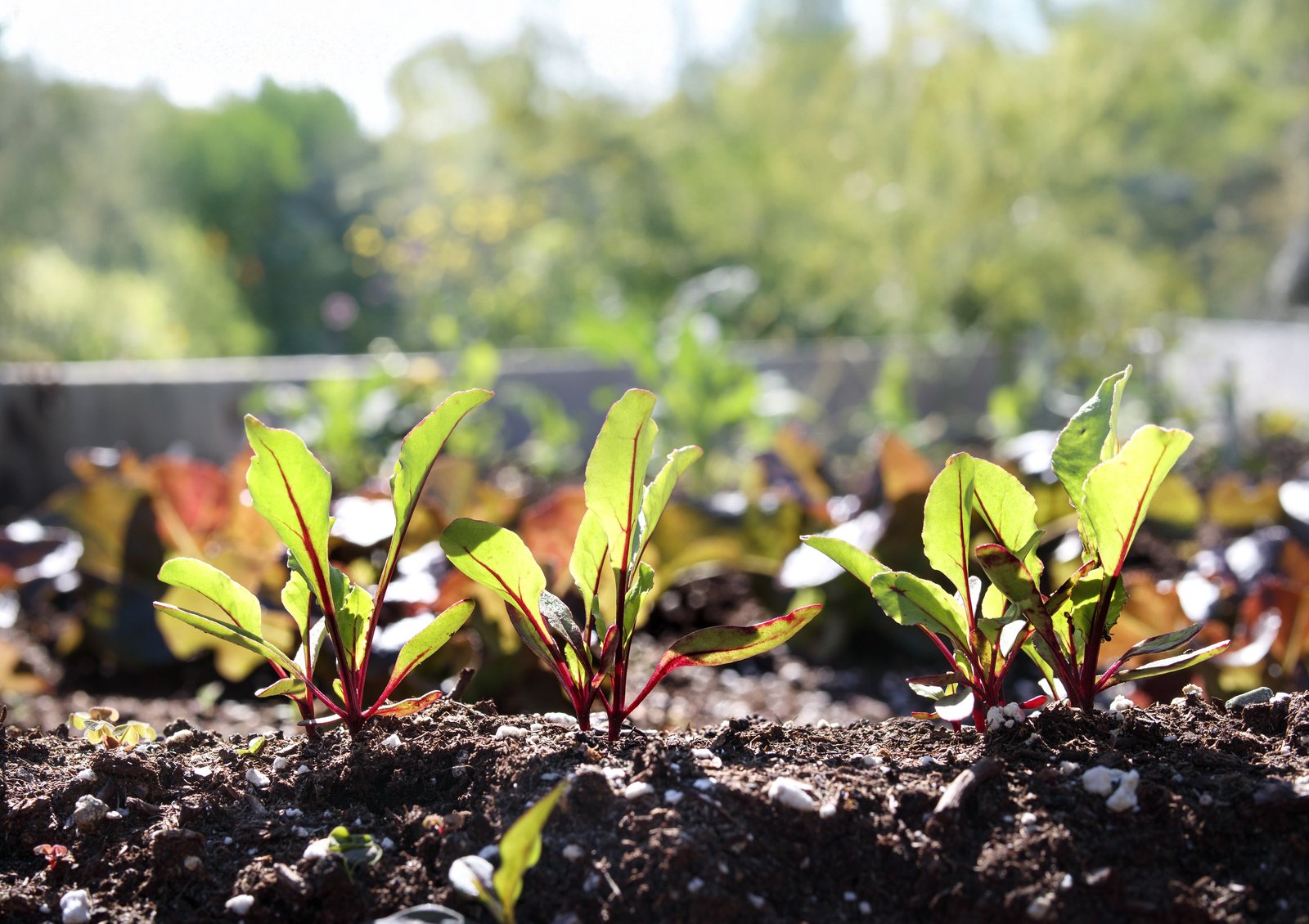 Young seedlings spaced apart in dark soil in a garden bed