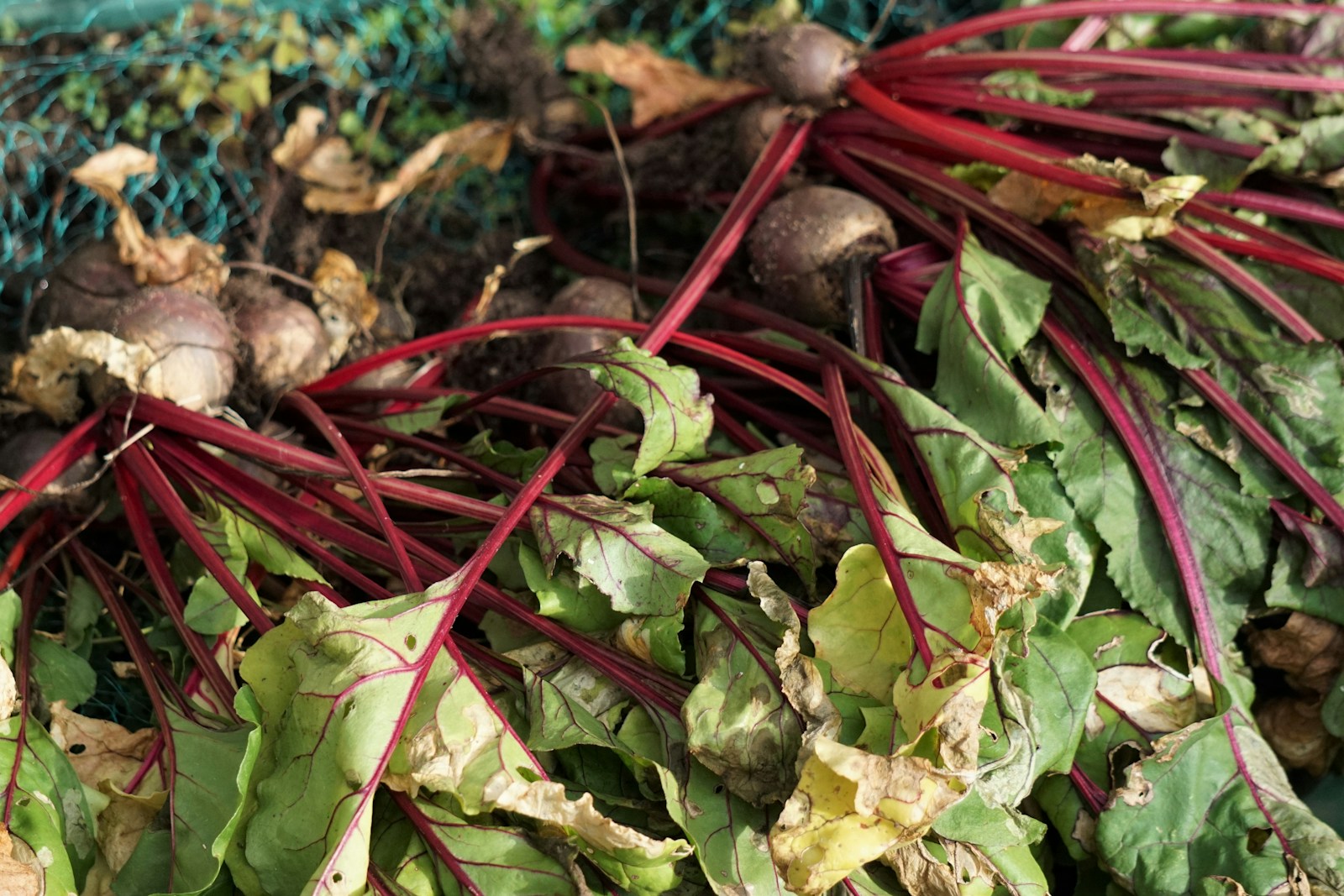 Harvested beets with red stems and leaves showing yellowing and small holes