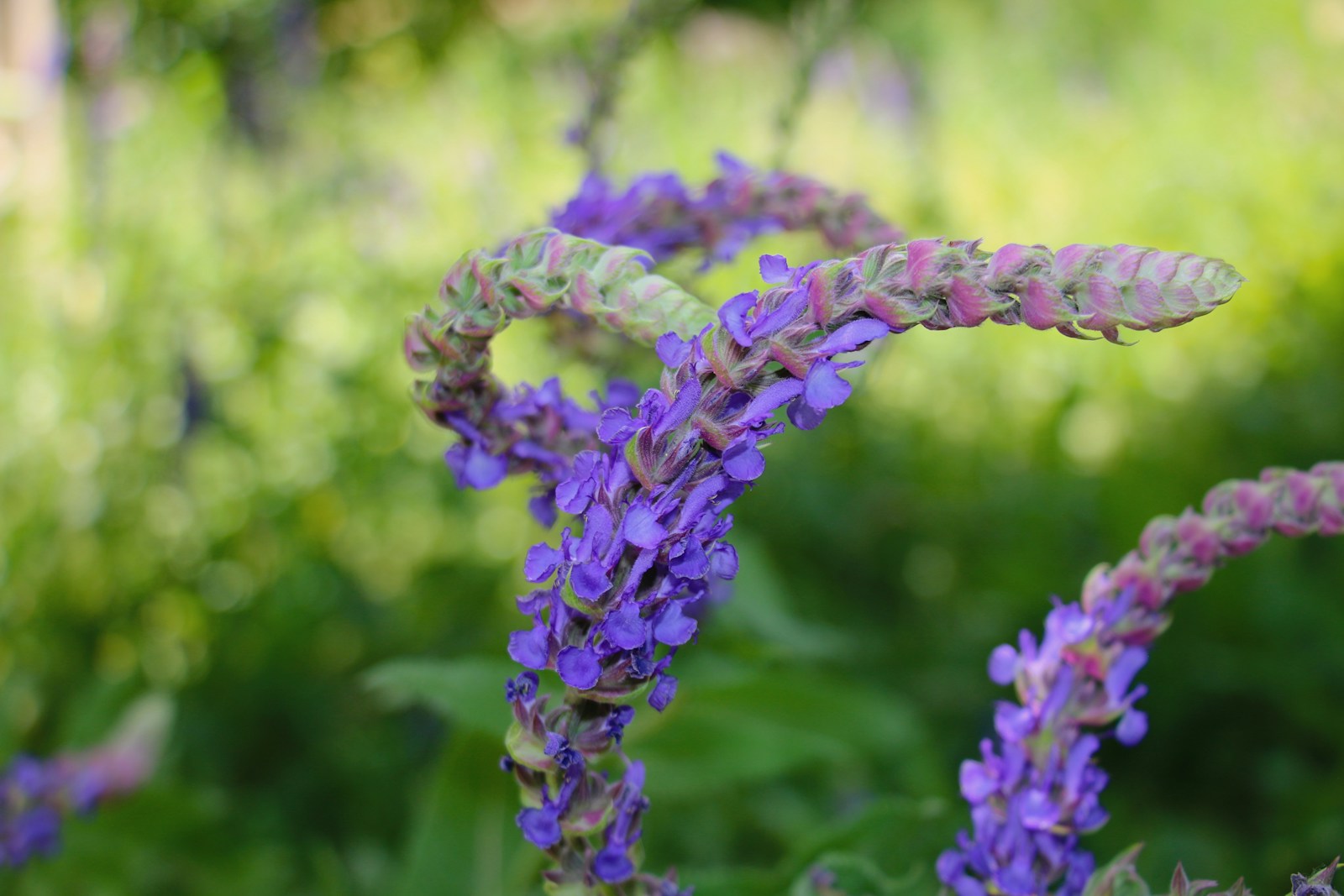Arching violet salvia spikes with pink-tinged buds at the tips