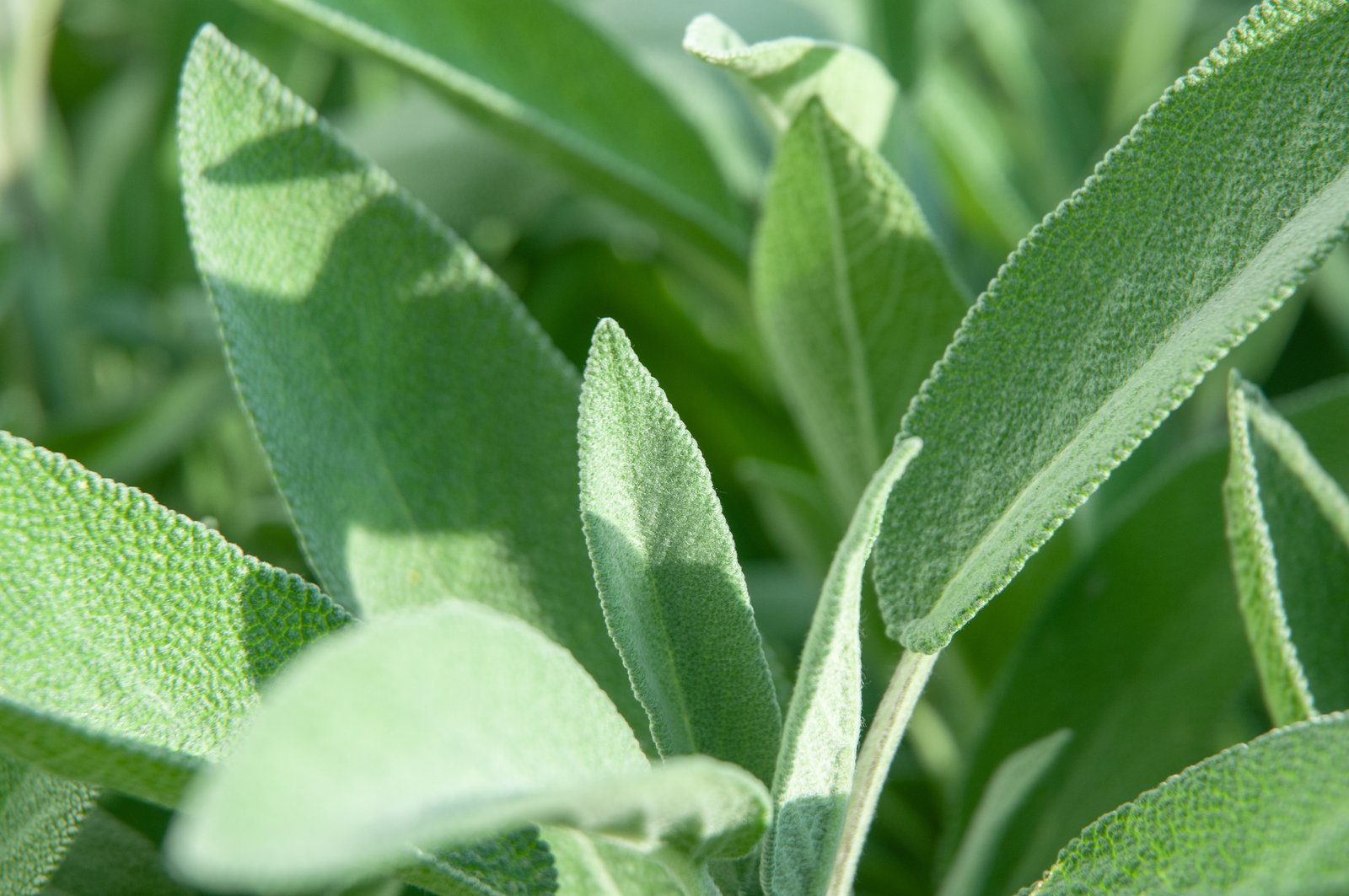 Close-up of garden sage with pebbled grey-green leaves