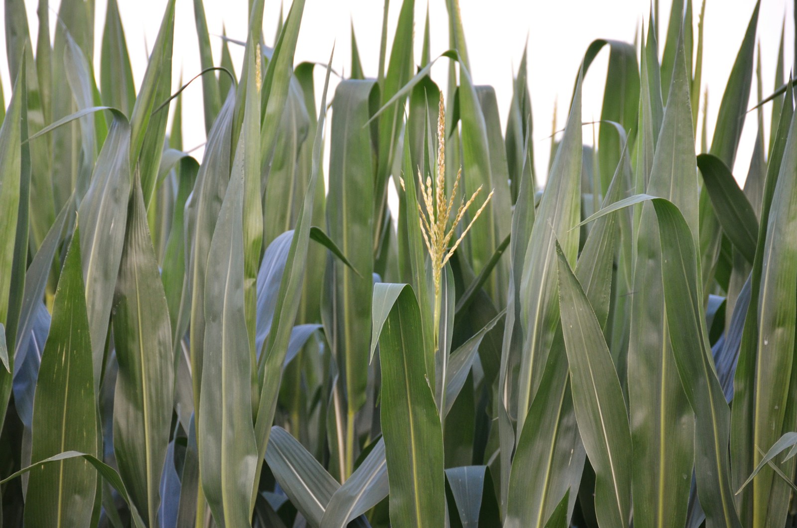 Pollen-bearing tassel emerging above broad green corn leaves