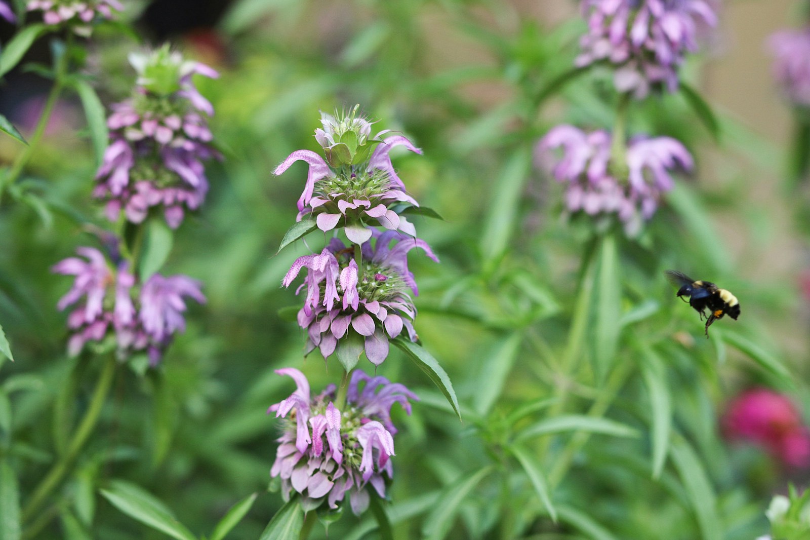 Bumblebee approaching lemon bee balm, a close relative with stacked lilac whorls