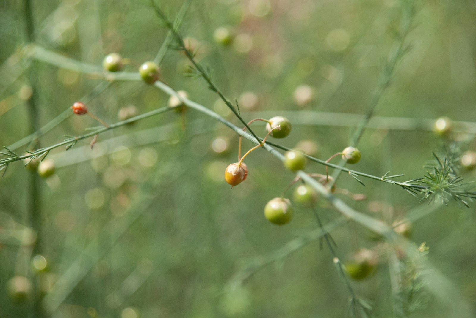 Feathery asparagus fern carrying green and ripening orange-red berries