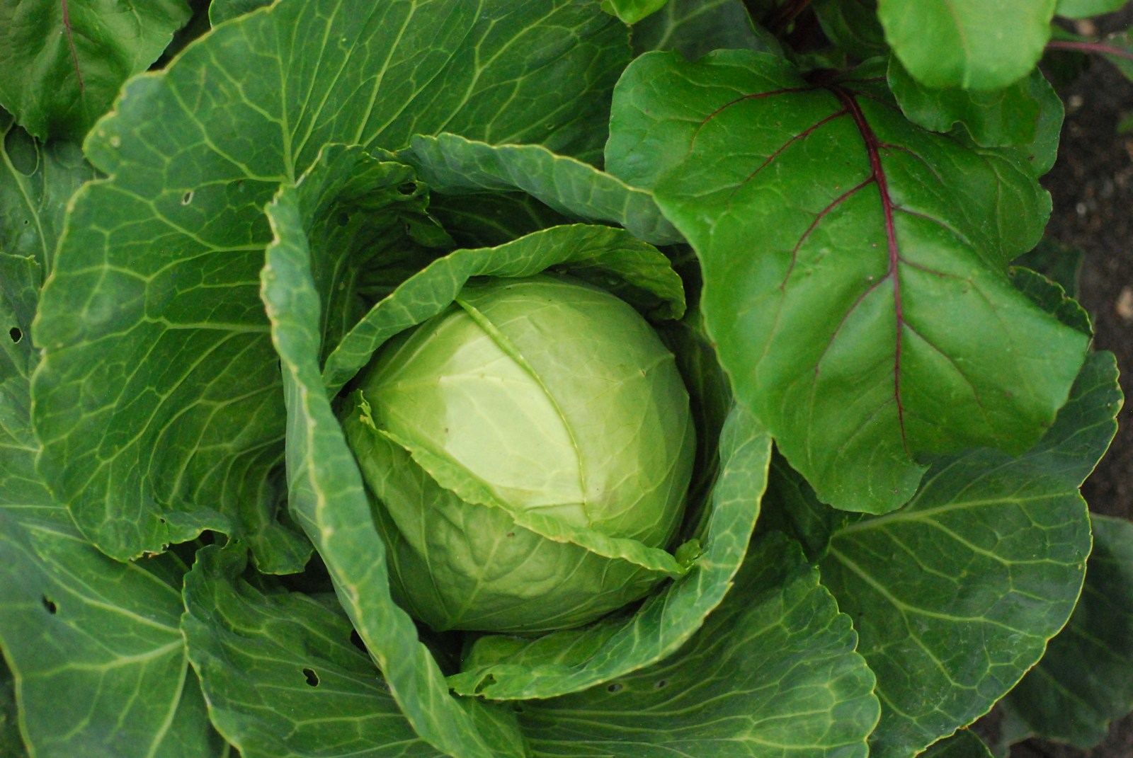 Dense round cabbage head wrapped in its outer leaves, seen from above