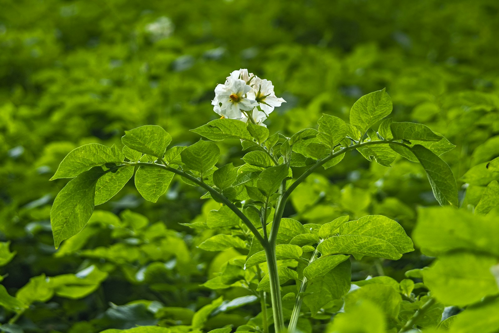 Potato plant showing compound leaves and a cluster of white flowers