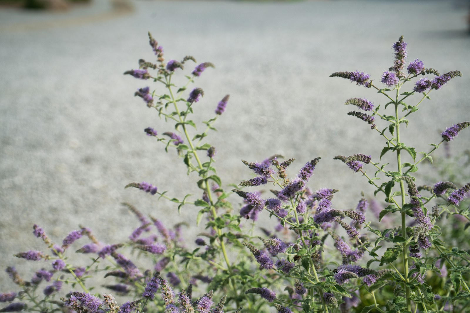 Purple flower spikes on tall mint stems in summer
