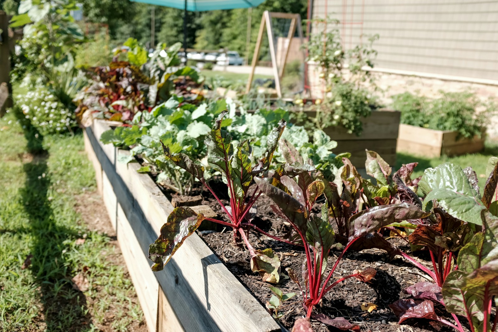 Young red-stemmed chard plants growing in a wooden raised bed