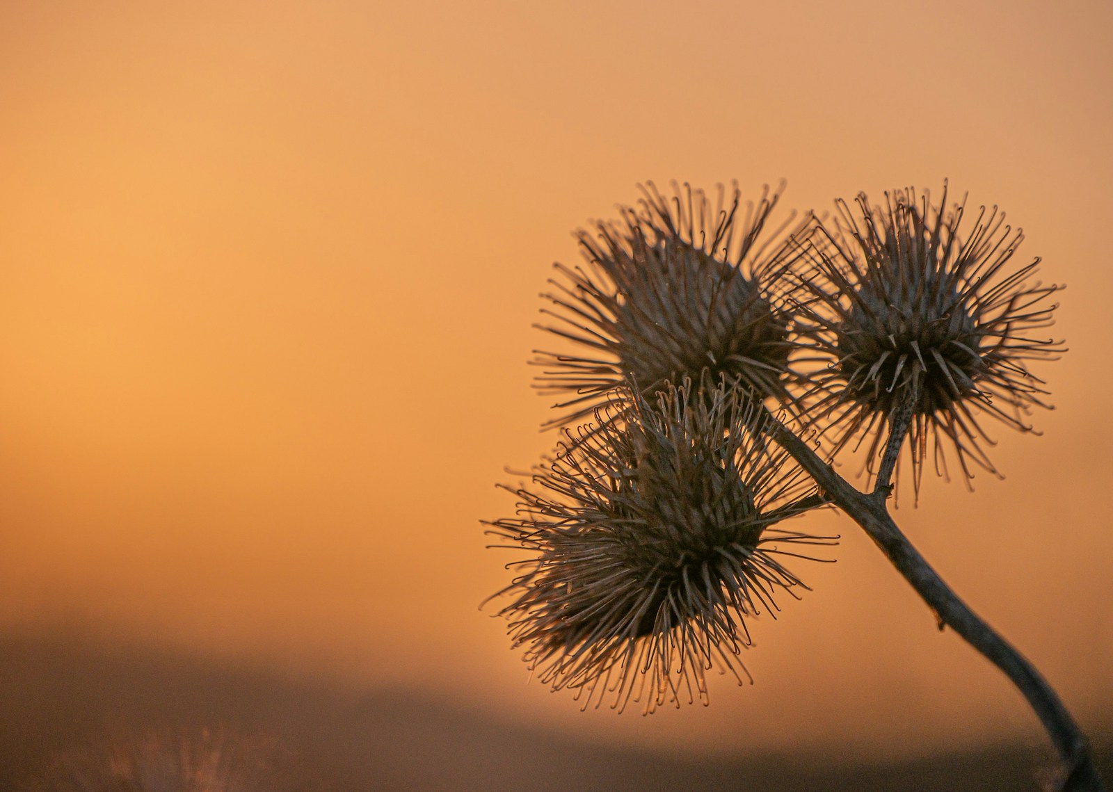 Three dry burdock burrs with hooked tips on a stalk at sunset