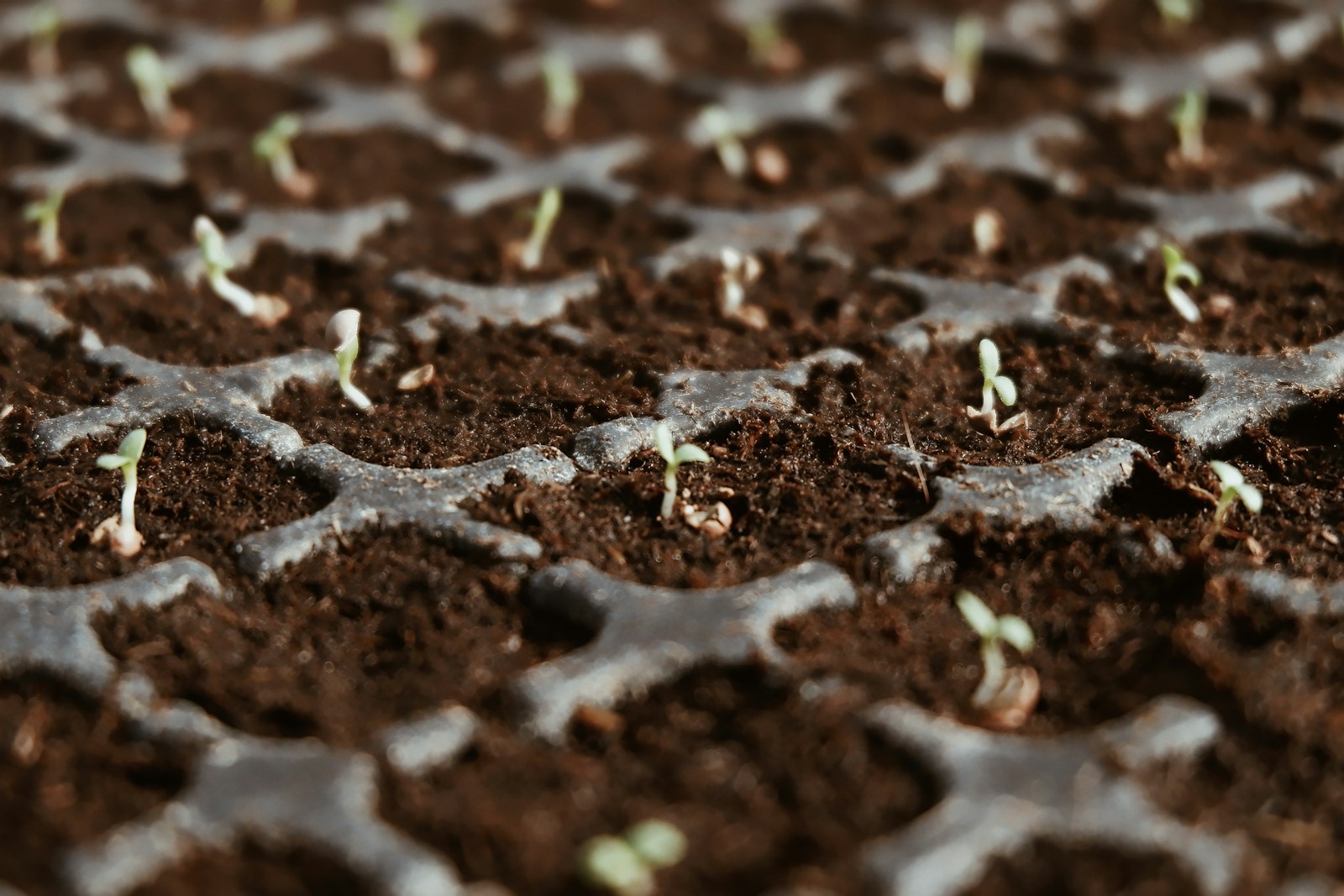 Tiny lettuce seedlings just emerging in a cell tray of dark compost