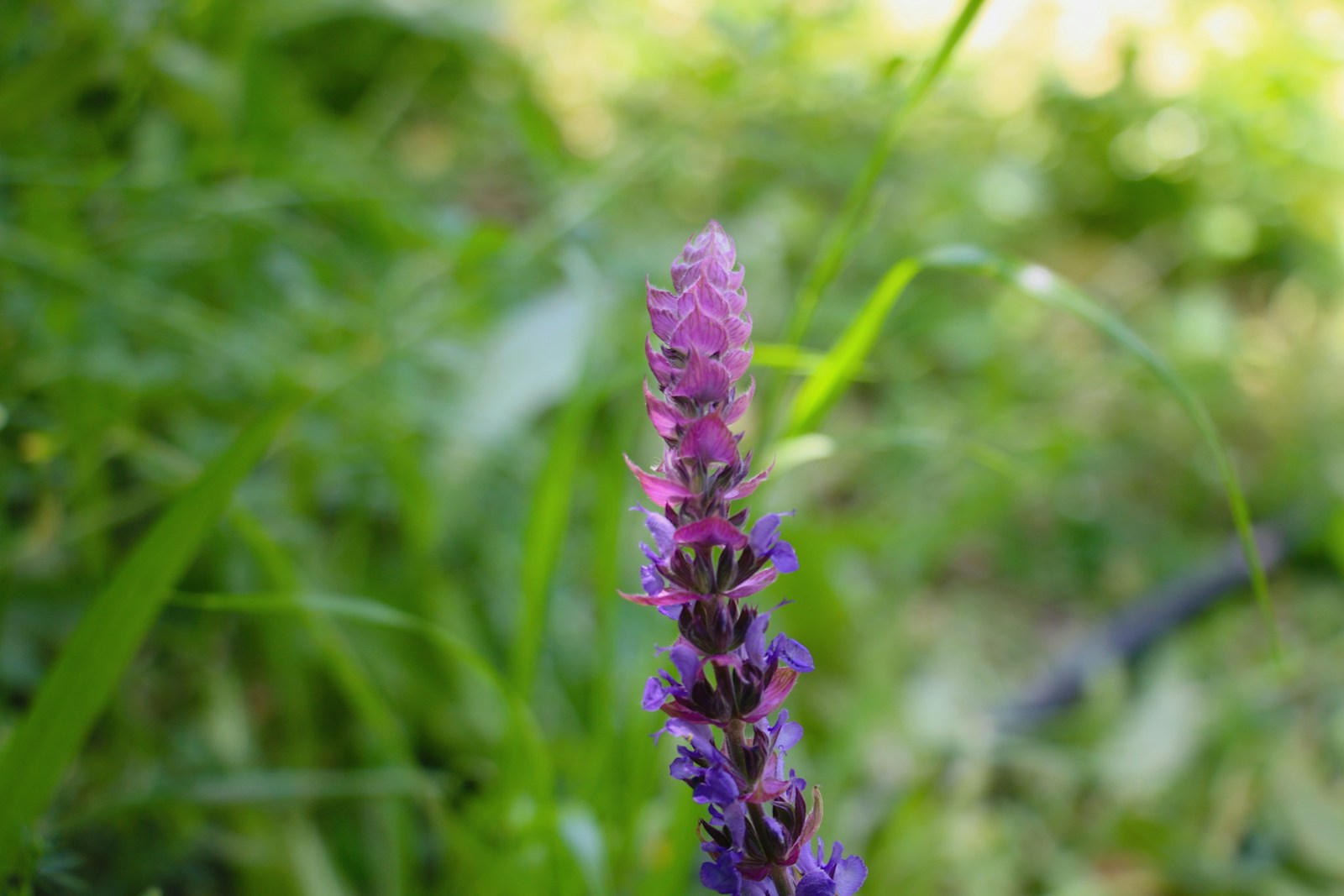 Single violet salvia spike opening from pink bracts among grass