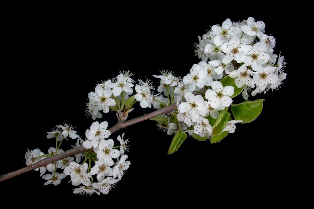A spray of white five-petaled pear blossom with green leaves on a branch