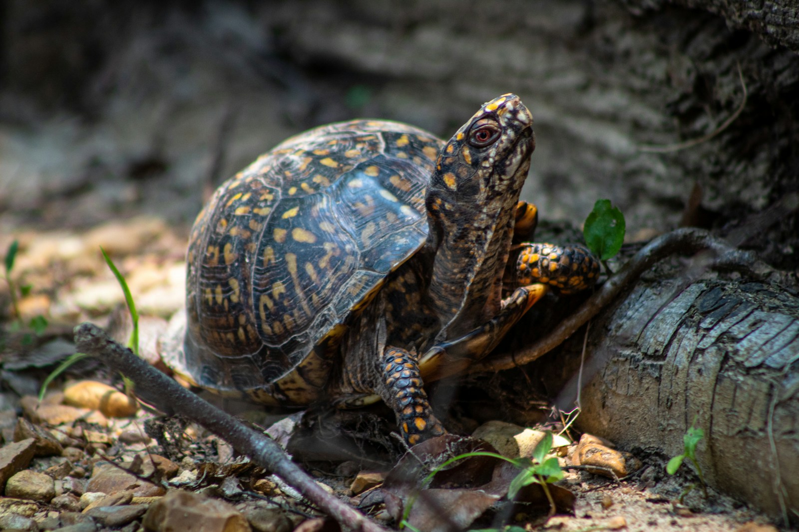 Eastern box turtle on the forest floor, a natural mayapple seed spreader