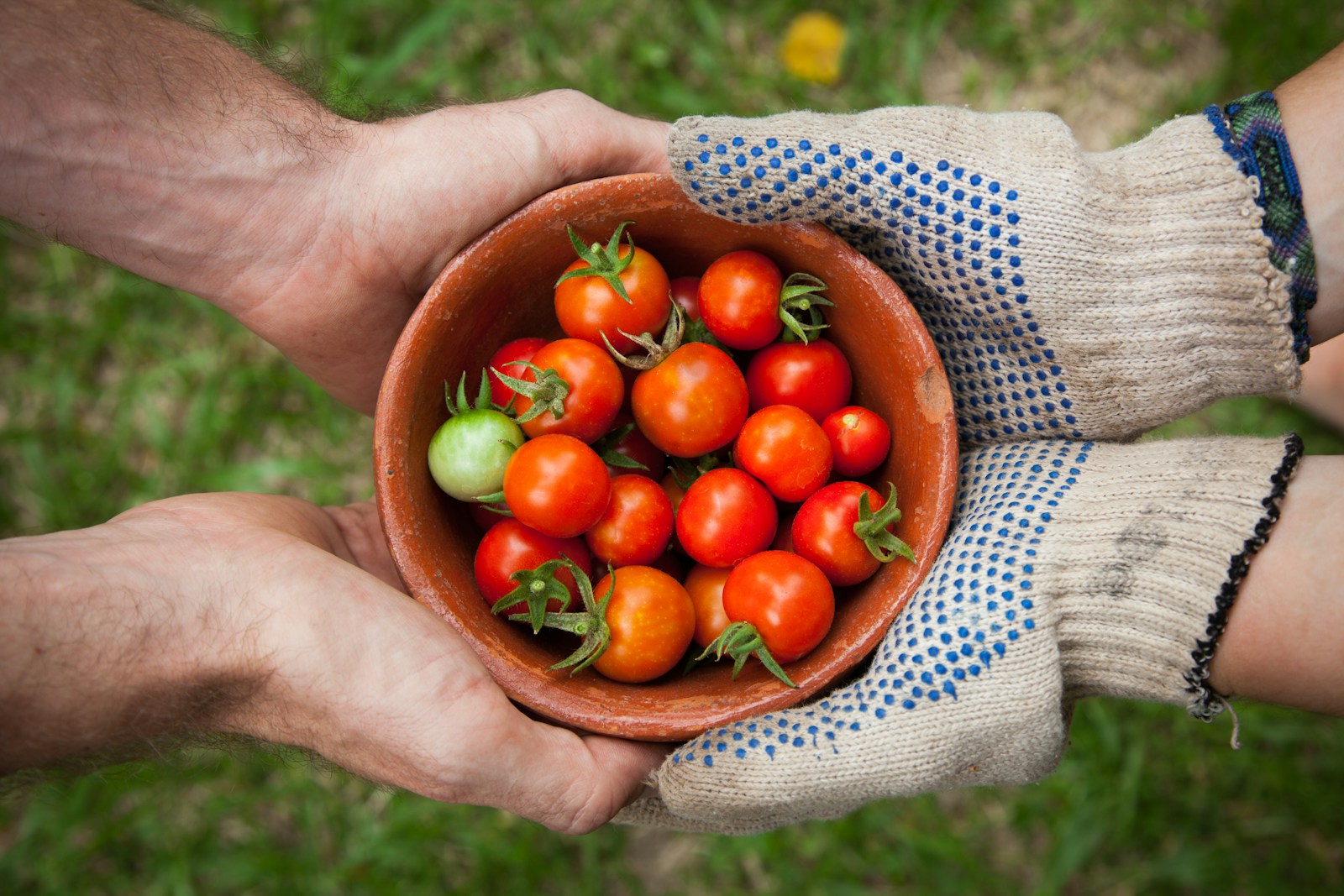 Gloved and bare hands holding a clay bowl of freshly picked small tomatoes