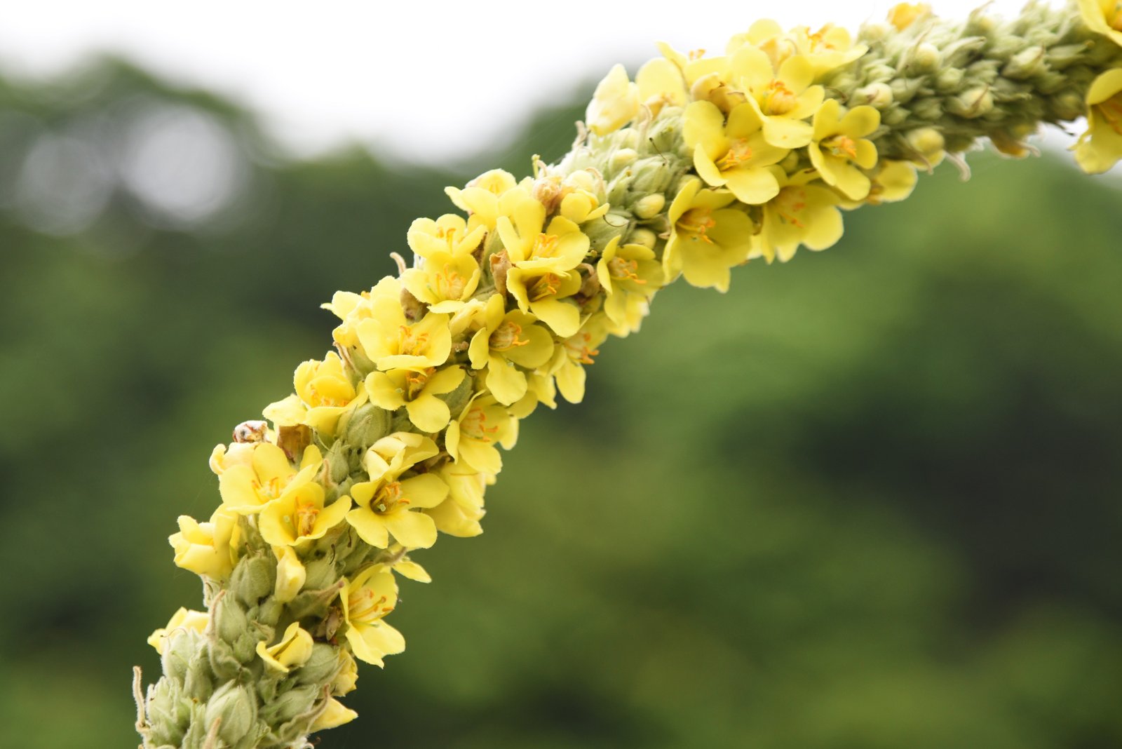 Close view of small yellow great mullein flowers packed along a thick spike