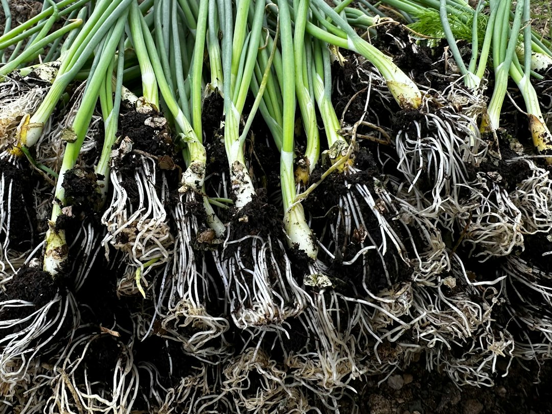 Freshly pulled green onions with soil and long white roots still clinging to the bulbs