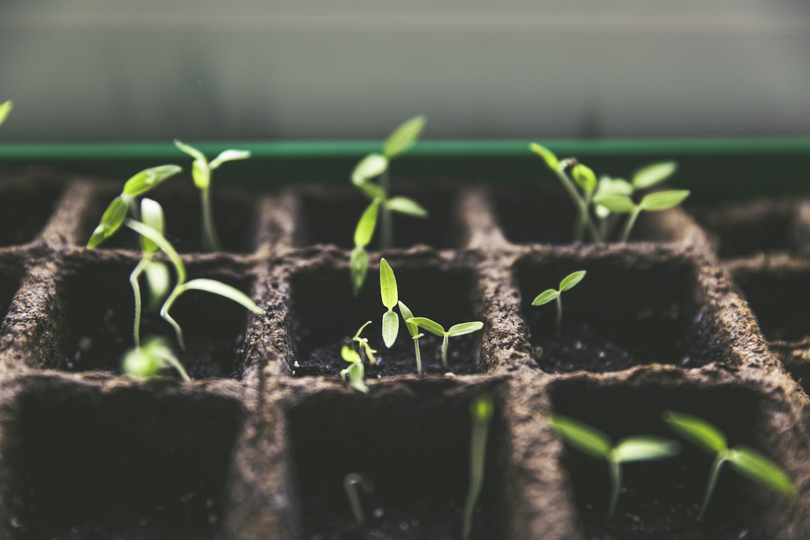 Young seedlings with seed leaves sprouting in a fiber pot tray