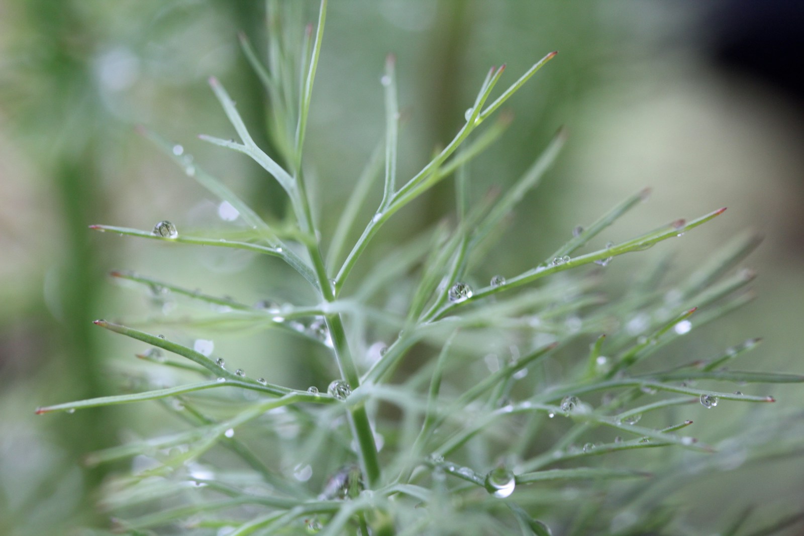 Close view of fine dill fronds covered in dew drops