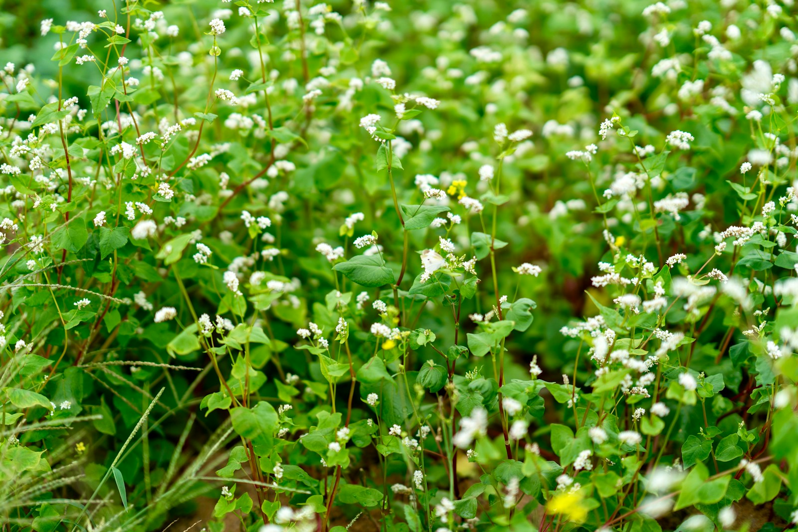 Small white buckwheat flowers among heart-shaped green leaves