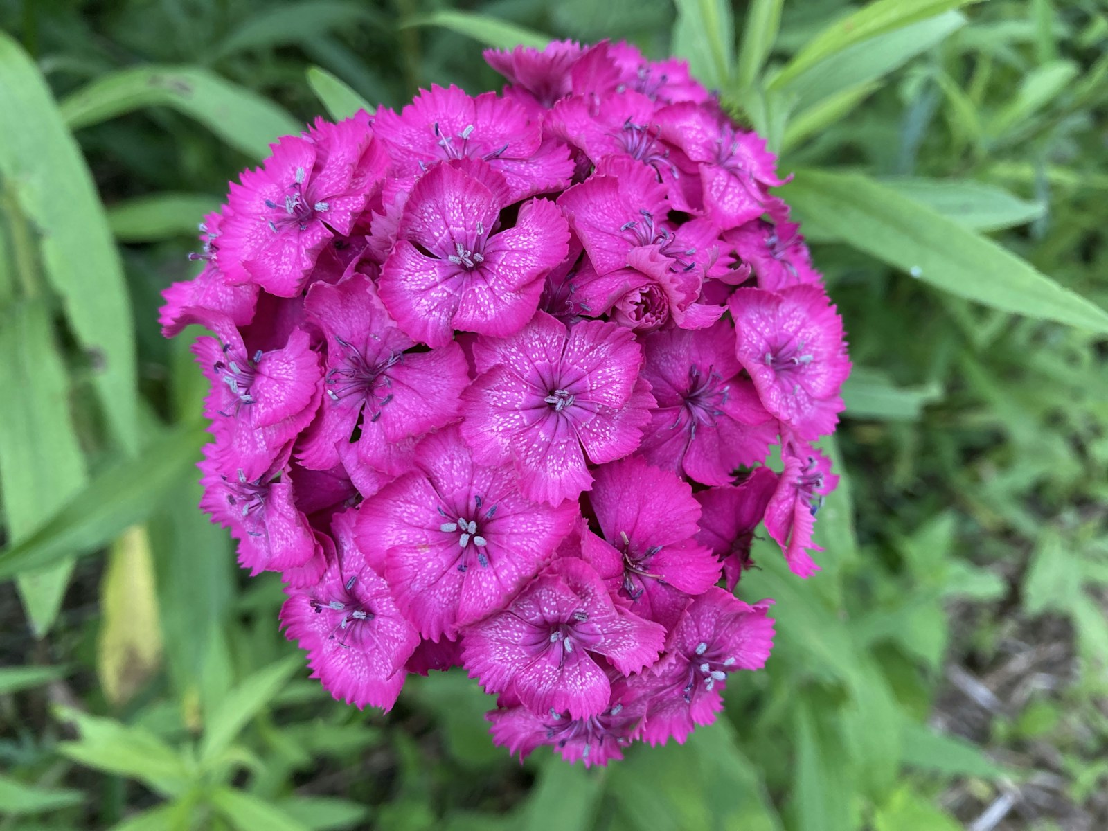 Close-up of a domed magenta sweet William flower head with fringed petals