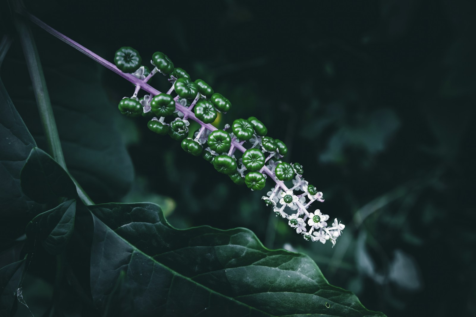 Unripe green pokeweed berries along a pinkish-purple stalk