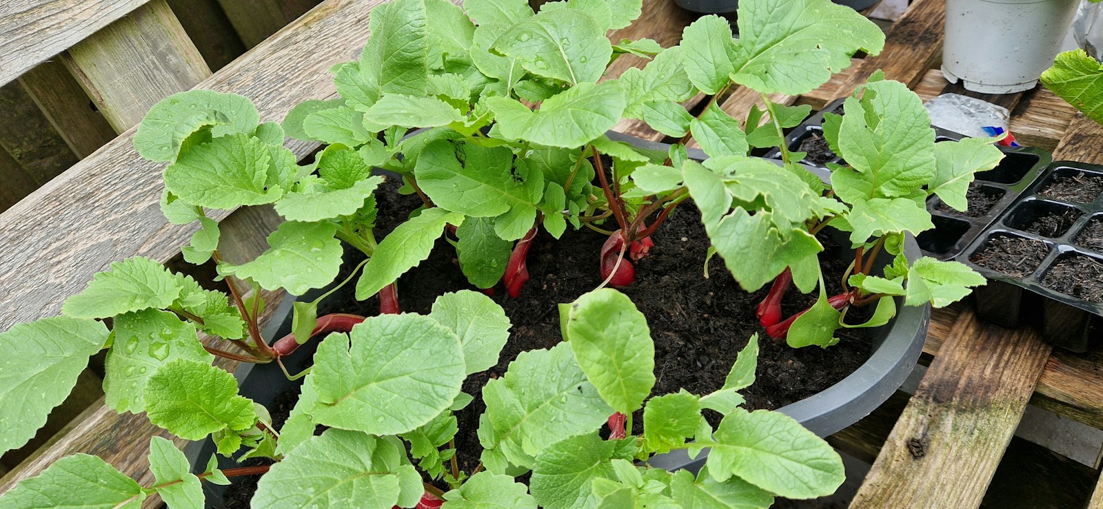 Red radishes swelling at soil level in a pot of compost