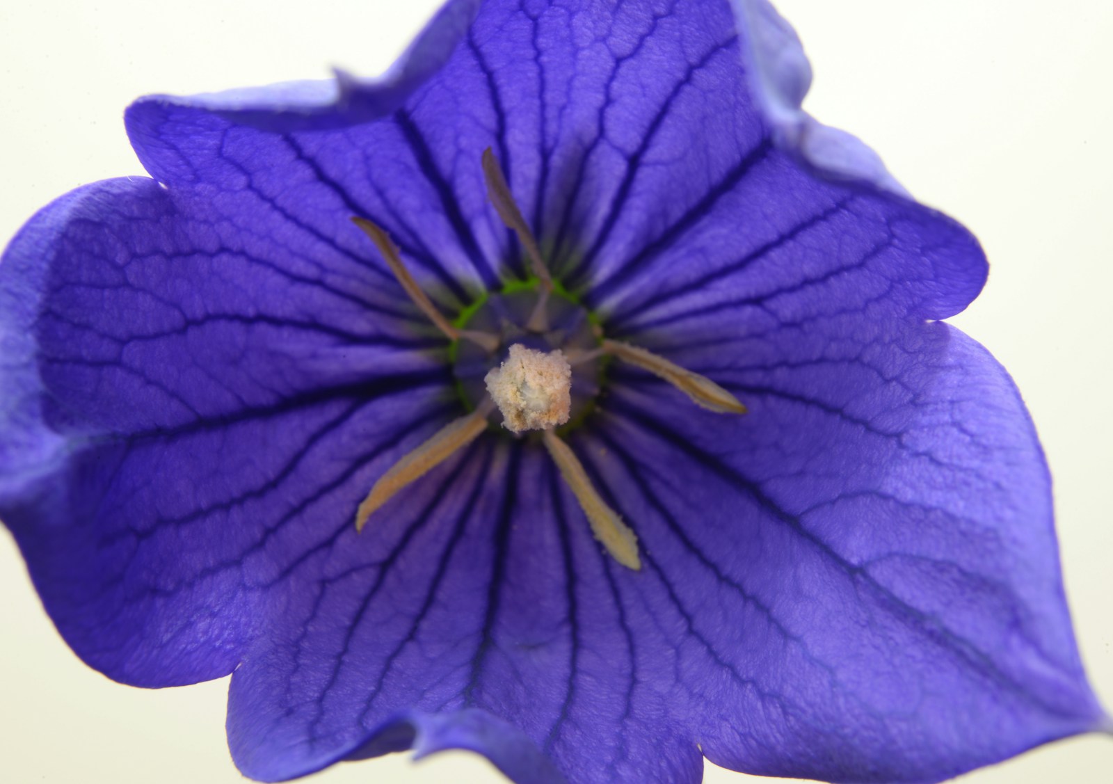 Inside of an open violet balloon flower showing dark veins and stamens