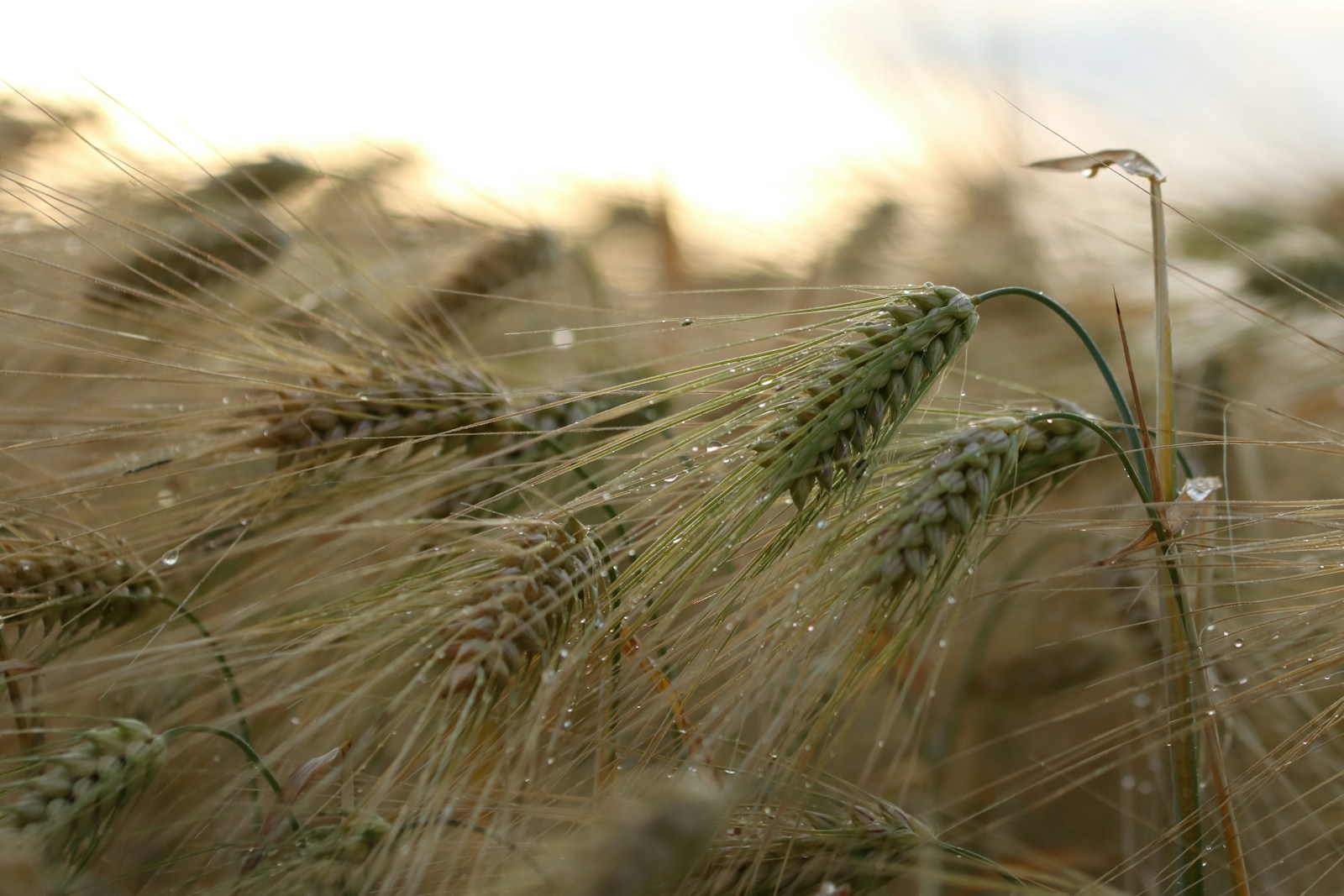 Dense stand of green barley heads beaded with raindrops