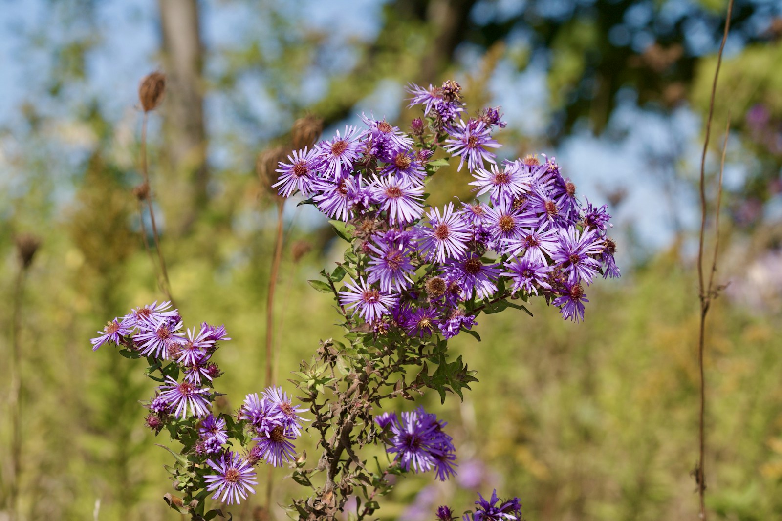 Purple New England aster in flower above browning, leafless lower stems