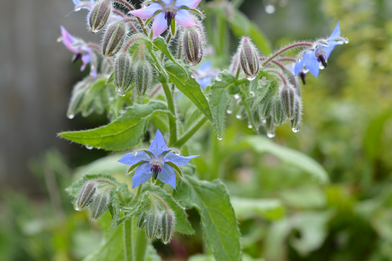 Borage plant with blue and pink star flowers and raindrops on hairy buds