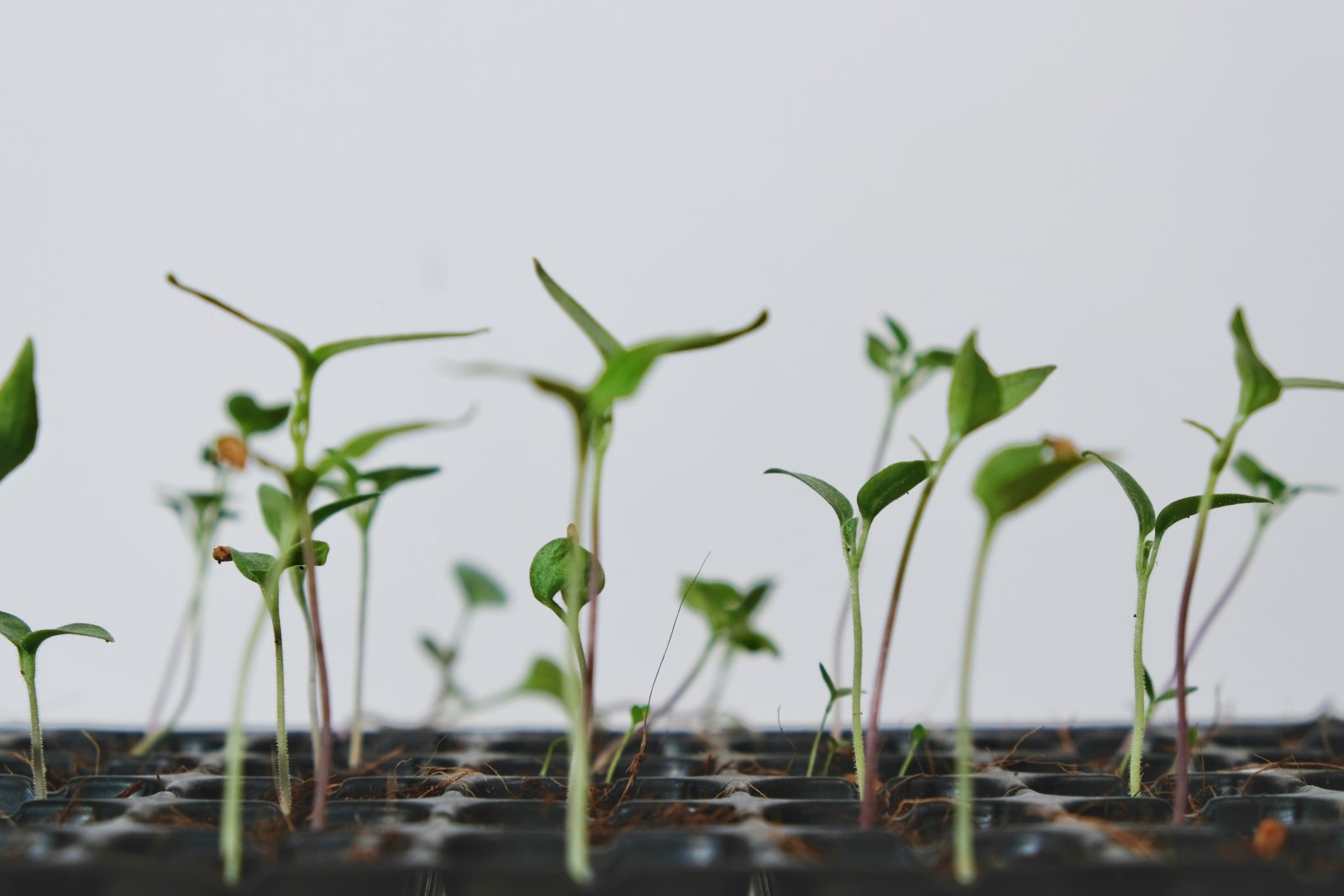 Young chili pepper seedlings growing in a black cell tray