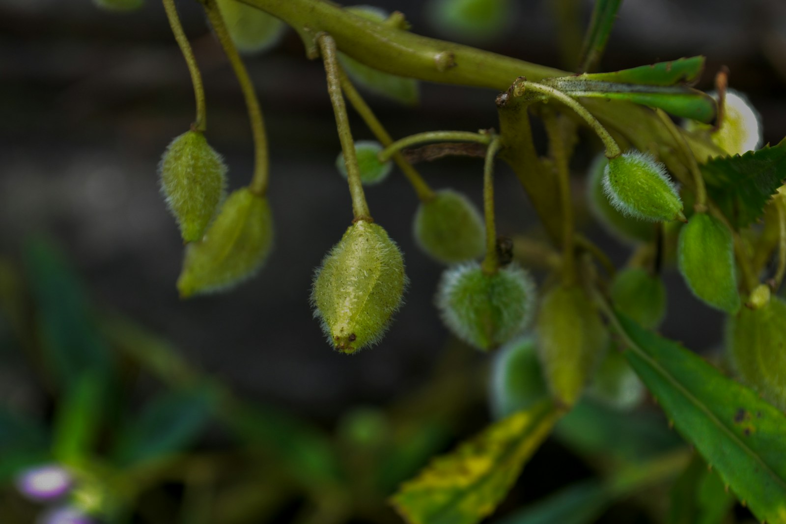 Hairy green impatiens seed pods hanging from the stem before they burst