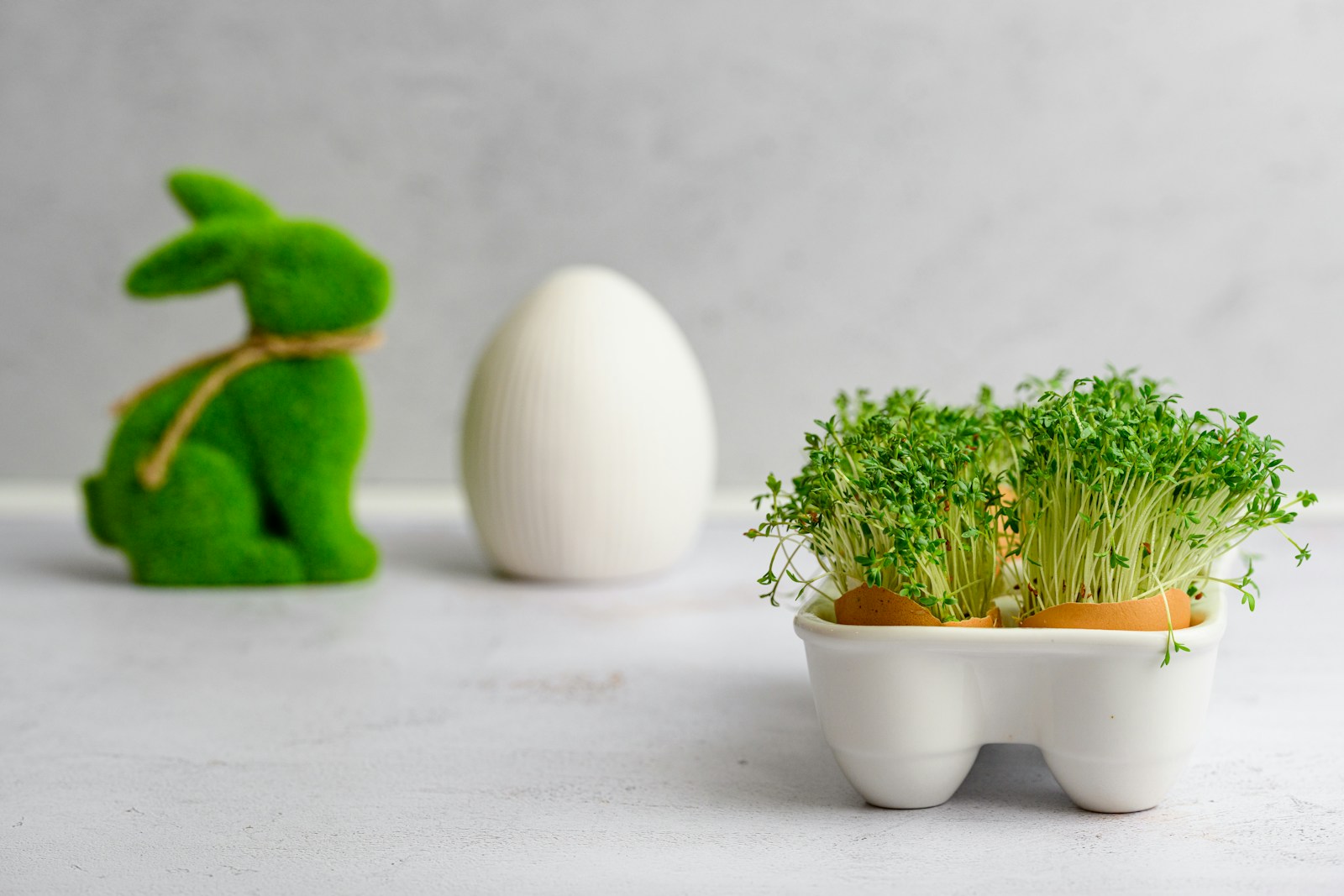 Garden cress seedlings, a quick peppery relative of watercress, growing in eggshells